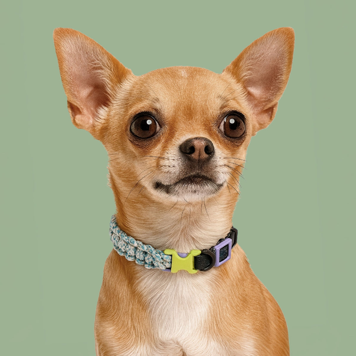 Paracord Dog Collar | Small